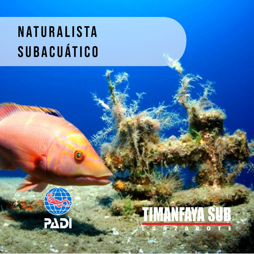 Naturalista subacuático